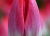 Tulipa Liliane Gronert ® (3)
